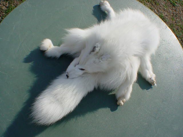 Arctic Fox pelt prime winter white fur trapper skin fur  